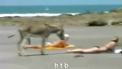 Cock Cobo